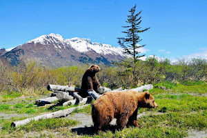 Alaska Wildlife Conservation Center