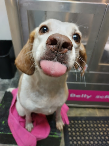 Pet Groomer «Belly scRubs Self Service Pet Wash», reviews and photos, 119 WV-34 #1, Hurricane, WV 25526, USA