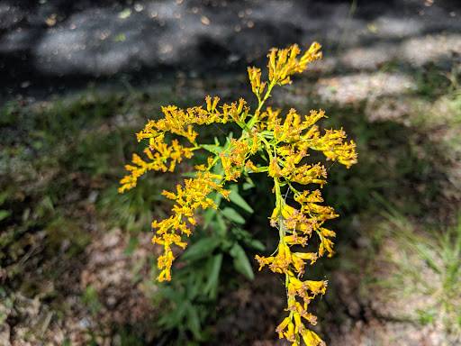 National Park «Kings Mountain National Military Park», reviews and photos, 2625 Park Rd, Blacksburg, SC 29702, USA