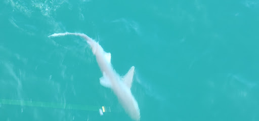 Fishing Pier «Springmaid Pier», reviews and photos, 3200 S Ocean Blvd, Myrtle Beach, SC 29577, USA