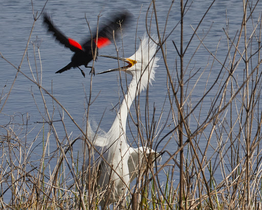 Nature Preserve «Madrona Marsh», reviews and photos, 3201 Plaza del Amo, Torrance, CA 90503, USA