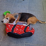 Photo n°3 de l'avis de Bianca.M fait le 28/08/2022 à 11:53 sur le  Autogrill Badia al Pino Ovest à Civitella in Val di Chiana