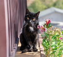 The Pet'ographer - Photo 2 - Car repair in Arroyo Grande, CA, Santa Maria