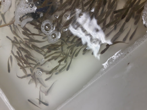 Tack Shop «Harford Crabbing & Tackle Supplies», reviews and photos, 3940 Conowingo Rd, Darlington, MD 21034, USA