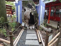 夫婦欅