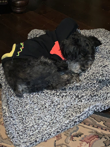 Pet Supply Store «PetSmart», reviews and photos, 11400 Financial Centre Pkwy, Little Rock, AR 72211, USA