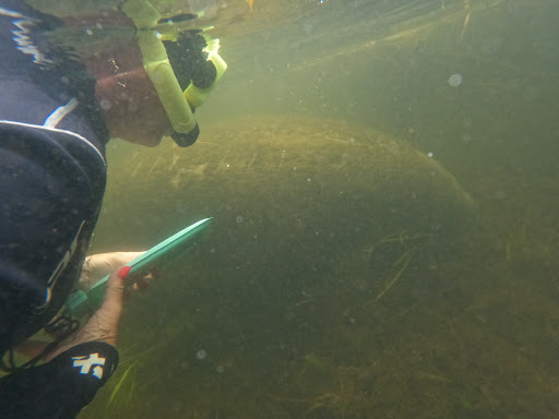 Tourist Attraction «Fun 2 Dive - Swim with Manatees», reviews and photos, 135 NE 3rd St, Crystal River, FL 34429, USA