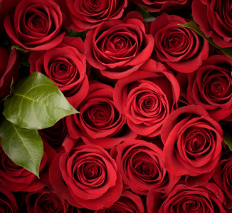 Florist «Forget-Me-Not Florist», reviews and photos, 104 Clairmont Dr, Hendersonville, NC 28791, USA