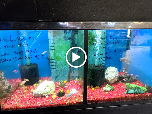 Pet Supply Store «Pet City Pets», reviews and photos, 1254 Ecorse Rd, Ypsilanti, MI 48198, USA