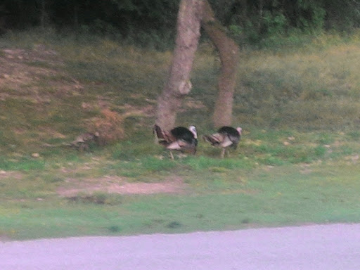 Golf Course «Cedar Creek Golf Course», reviews and photos, 8250 Vista Colina, San Antonio, TX 78255, USA