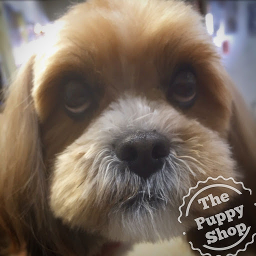 The Puppy Shop image 9