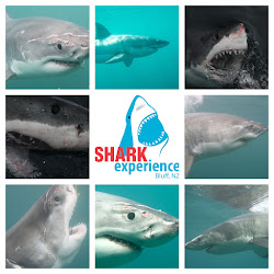 Shark Experience - Shark Cage Diving