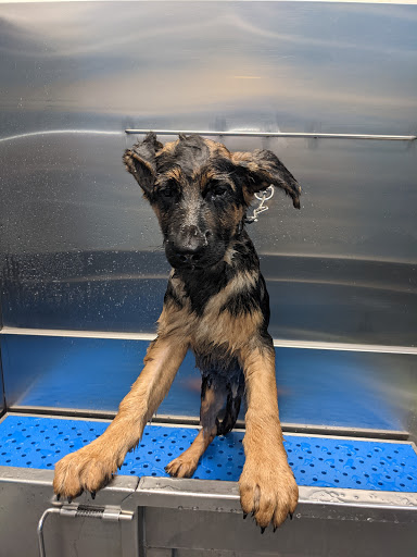 Pet Store «Dog Wash Etc», reviews and photos, 1037 Forest Ave, Portland, ME 04103, USA