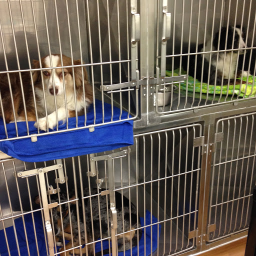 Falcon Pass Animal Hospital