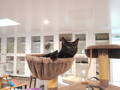 Miss Lily's Cattery