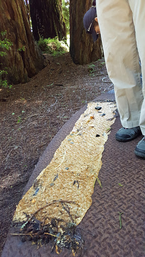 Nature Preserve «LandPaths Grove of Old Trees», reviews and photos, 17599 Fitzpatrick Ln, Occidental, CA 95465, USA