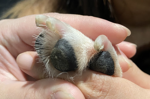 Pet Supply Store «Petco Animal Supplies», reviews and photos, 1333 Centennial Ave, Piscataway Township, NJ 08854, USA