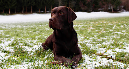 Labradorzucht vom Finsinggrund Zillertal, Tirol