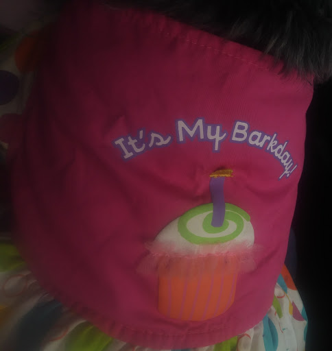 Pet Supply Store «Pet Supplies Plus», reviews and photos, 5315 Airport Hwy, Toledo, OH 43615, USA