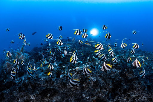 Rainbow Divers-Vietnam