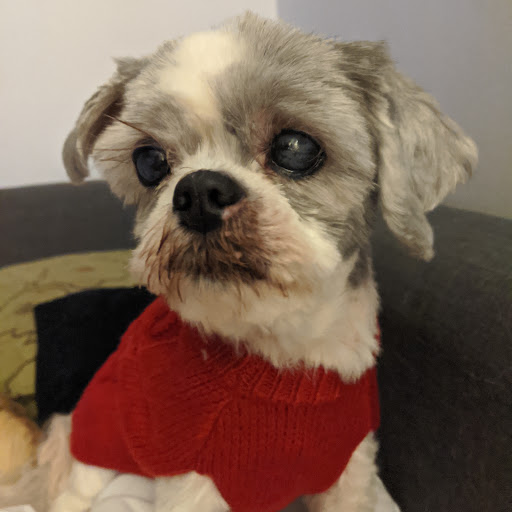 Pet Supply Store «Strasse Dog», reviews and photos, 605 Main St, Covington, KY 41011, USA