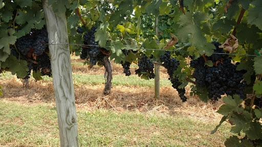 Vineyard «North Mountain Vineyard and Winery», reviews and photos, 4374 Swartz Rd, Maurertown, VA 22644, USA