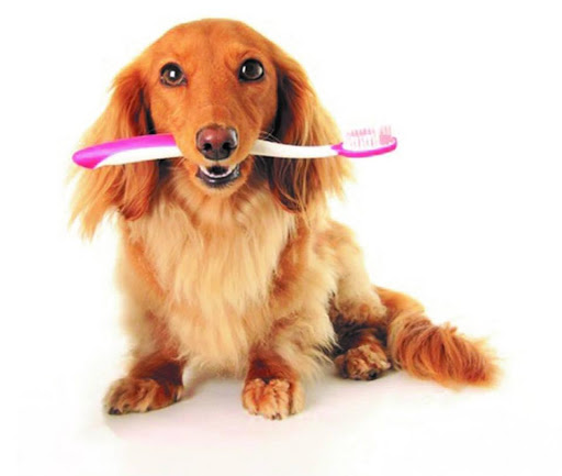 Pet Groomer «Woof Gang Bakery Rockwall», reviews and photos, 832 Steger Towne Rd, Rockwall, TX 75032, USA