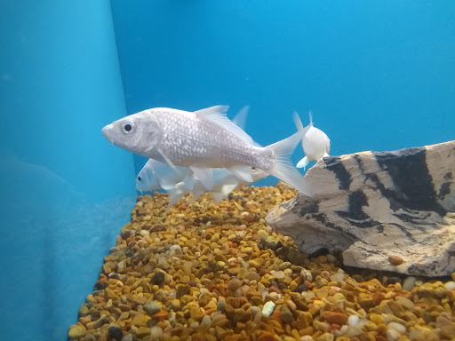 Pet Supply Store «PetSmart», reviews and photos, 5812 Youngstown Warren Rd, Niles, OH 44446, USA