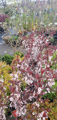 Garden Center «Royal Victorian Garden Center», reviews and photos, 10911 State Rd, Cleveland, OH 44133, USA