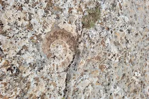 Fossil ammonite image