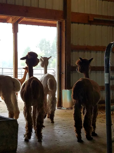 Livestock Breeder «Alpacas at Marquam Hill Ranch», reviews and photos, 35835 OR-213, Molalla, OR 97038, USA