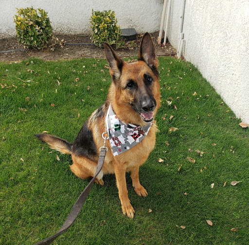 St. Marks Dog Resort image