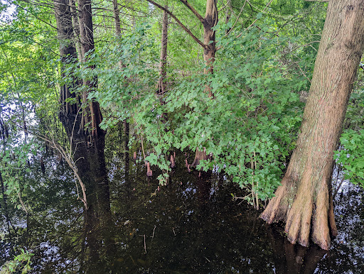 Park «Cypress Wetlands», reviews and photos, 1700 Paris Ave, Port Royal, SC 29935, USA