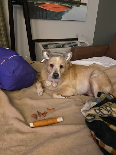 Resort «Great Wolf Lodge Concord», reviews and photos, 10175 Weddington Road, Concord, NC 28027, USA