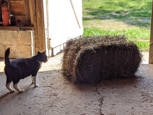 Farm «Mini Mac Farm», reviews and photos, 273 Pleasant Grove Rd, Long Valley, NJ 07853, USA