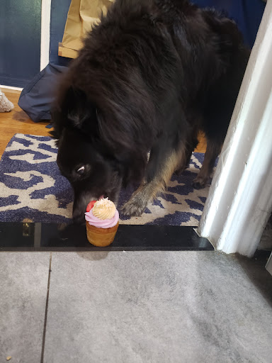 Pet Store «District Dog - A General Store for Pets», reviews and photos, 142 Driggs Ave, Brooklyn, NY 11222, USA