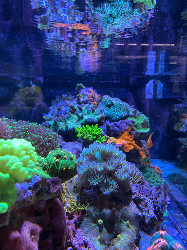 Aquarium «Aquatic Design & Development Group, LLC», reviews and photos, 1725 SW 17th St, Ocala, FL 34471, USA