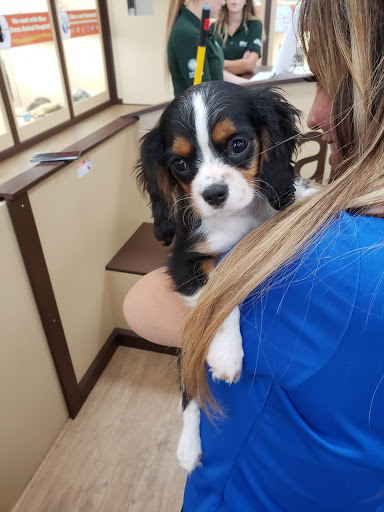 Pet Store «Petland Las Vegas», reviews and photos, 8800 W Charleston Blvd #3, Las Vegas, NV 89145, USA