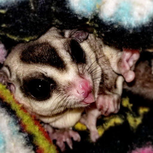 Pet Supply Store «PetSmart», reviews and photos, 211 W Alexander St A, Plant City, FL 33563, USA