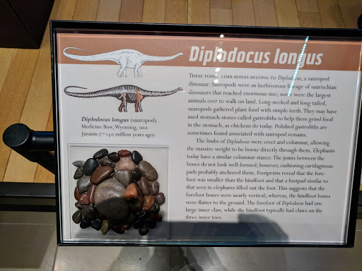 Museum «Beneski Museum of Natural History», reviews and photos, 11 Barrett Hill Rd, Amherst, MA 01002, USA