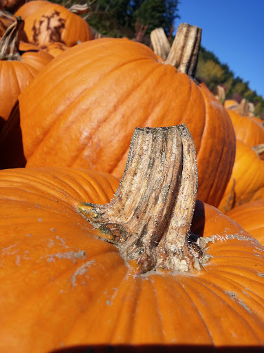 Grocery Store «Red Berry Barn», reviews and photos, 19200 SW Chapman Rd, Sherwood, OR 97140, USA