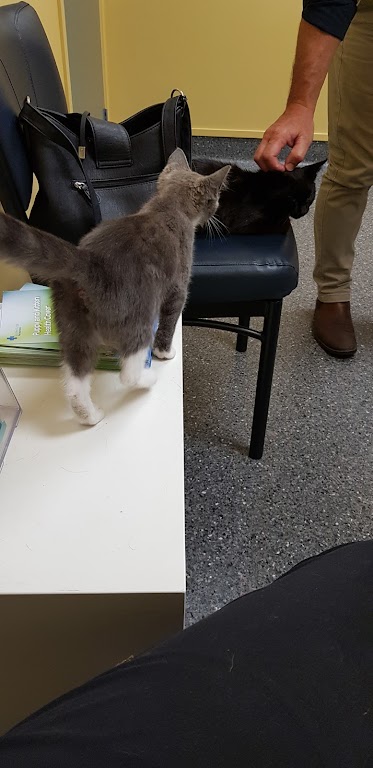 King Country Vets (previously Atkinson & Associates)