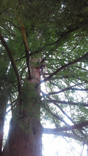 Park «Washburne Park», reviews and photos, E 21st Ave & Agate Street, Eugene, OR 97403, USA