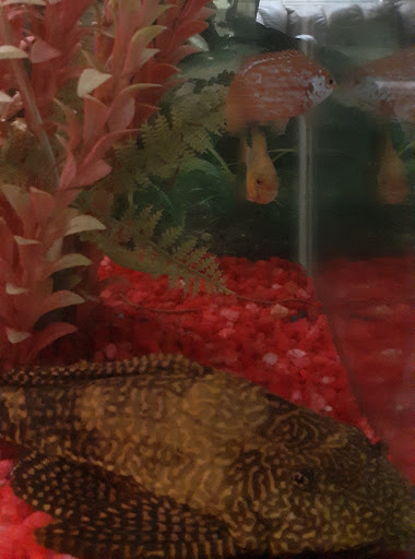 Pet Store «Birds & Beasts Pet Shop», reviews and photos, 35 Berkshire Dr # 18, Crystal Lake, IL 60014, USA