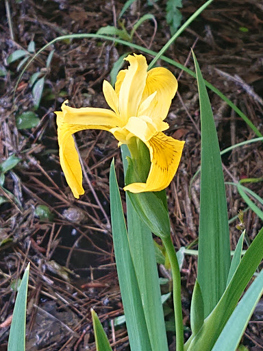 Hiking Area «Gold Branch Trail», reviews and photos, 6156 Lower Roswell Rd, Marietta, GA 30068, USA