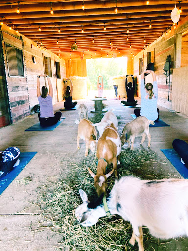 Salem Goat Yoga