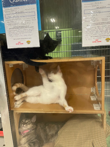 Pet Supply Store «PetSmart», reviews and photos, 2840 W Chandler Blvd, Chandler, AZ 85224, USA