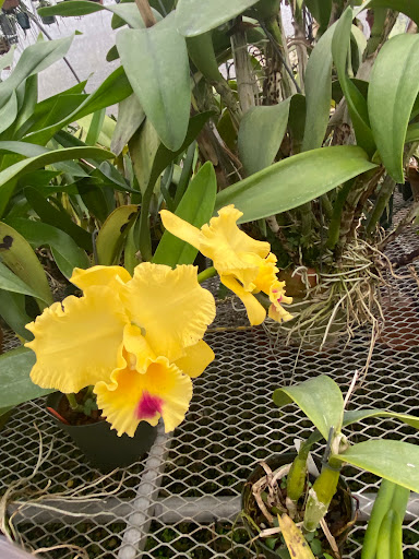 Florist «Floradise Orchids», reviews and photos, 19154 James Madison Hwy, Gordonsville, VA 22942, USA