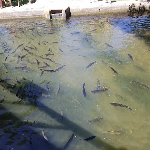 D.C. Booth Historic National Fish Hatchery And Museum - review photo