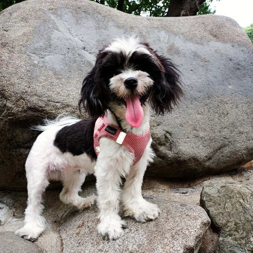 Park «Highland Park», reviews and photos, Interboro Pkwy, Brooklyn, NY 11208, USA